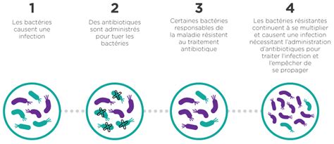 Etude De La Croissance Bact Rienne En Milieu Non Renouvel Rapport Annuel