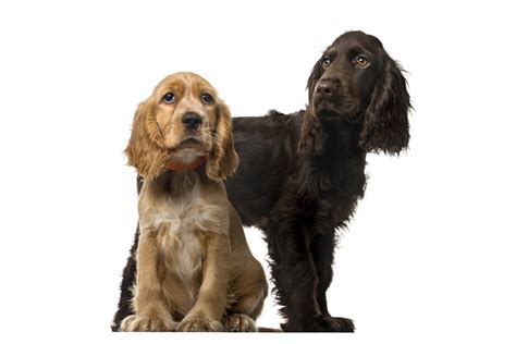 Cocker Spaniel Inglés características y cuidados de esta raza