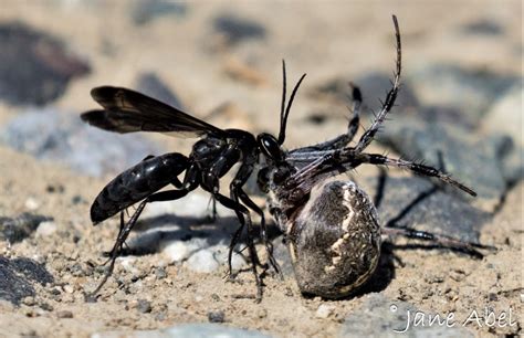 Pompilidae Spider Wasps Hortsense Washington State University