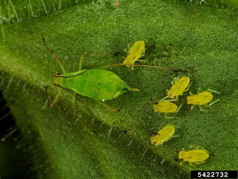 Green Peach Aphid Myzus Persicae