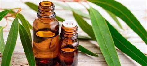 Eucalyptus Oil - Pain Relief at best price in Rasulabad Unnao District ...