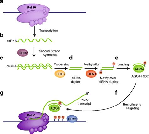 Rna Directed Dna Methylation Rddm In Arabidopsis Thaliana A Rna