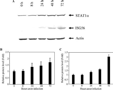 Hcv Infection Enhances Isg56 And Stat1 ␣ Levels In Ihh Western Blot Download Scientific