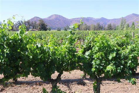 Vina Santa Rita Un Vignoble Chilien La Terre Est Un Jardin