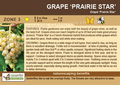 Grape Prairie Star 1 Gallon Orchard Preorder For Late May 2024