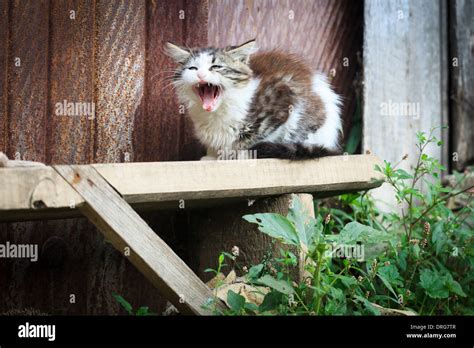 Domestic Cats And Kittens In Different Situations Stock Photo Alamy
