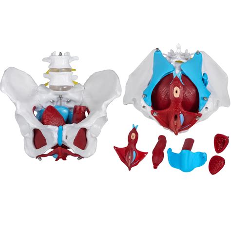 Vevor Pelvic Floor Model Scientific Anatomy Model Colored Female Pelvis With 4 Removable Parts