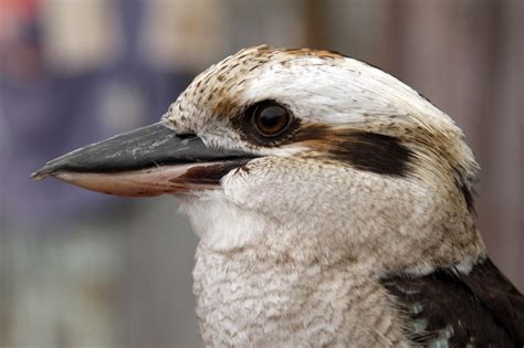 Kookaburra Vogel Australien Kostenloses Foto Auf Pixabay