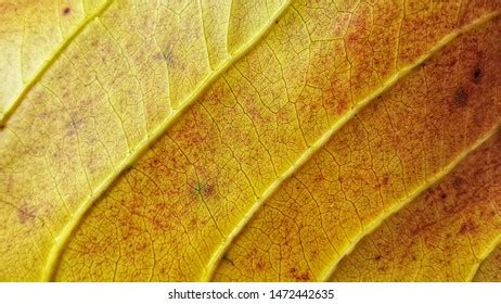 Symptoms Leaf Spot Disease Image Stock Photo 1472442635 | Shutterstock