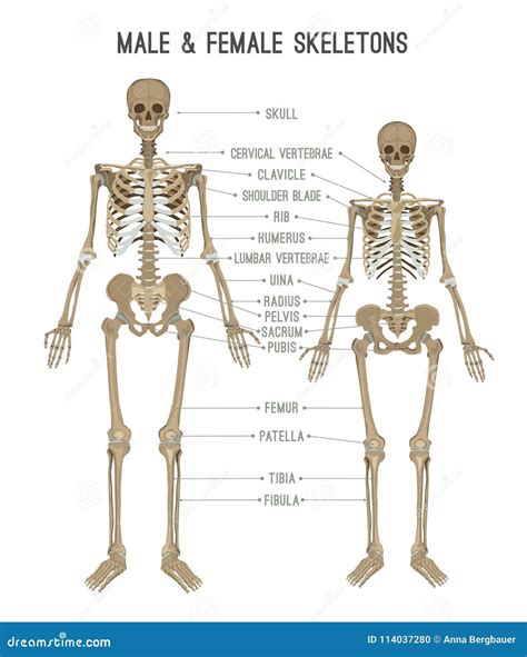 Skeleton Differences Image Stock Vector Illustration Of Comparison 114037280