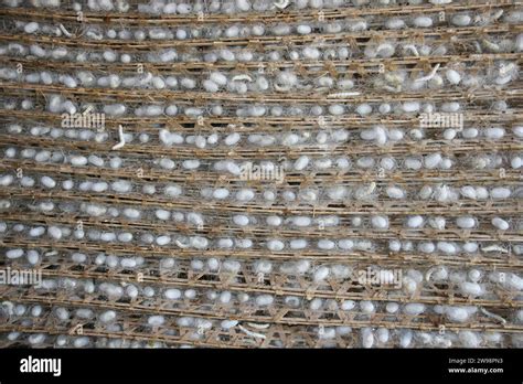 Silkworm Farm Cocoons Of Silkworms Vietnam Stock Photo Alamy