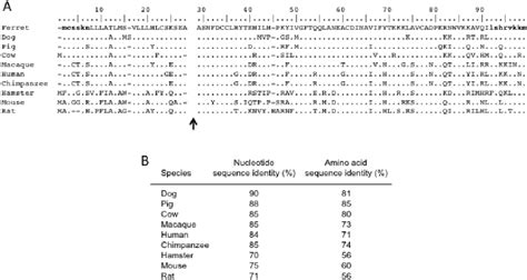 Figure 1 From Functional Characterization Of Ferret Ccl20 And Ccr6 And