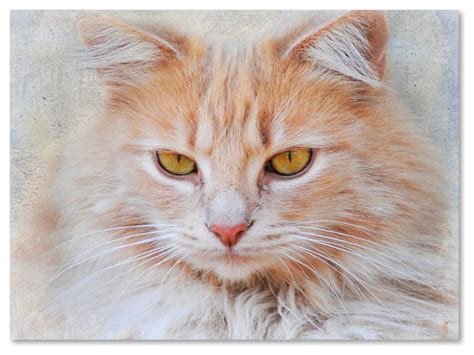 Jai Johnson Orange Tabby Cat Portrait Canvas Art X