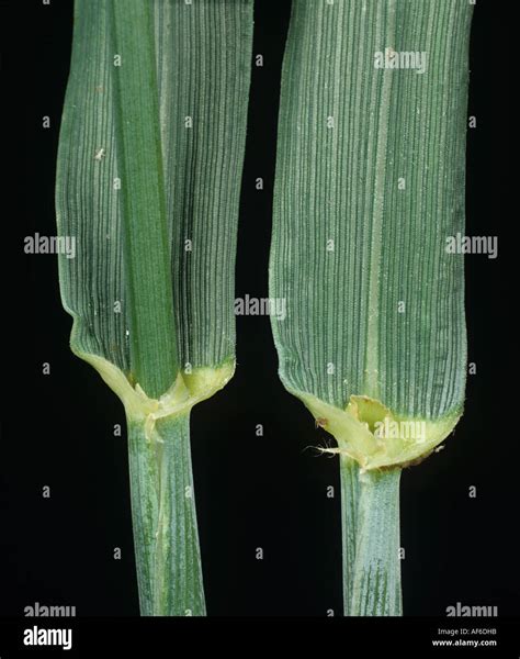 Wheat plant leaf ligule and leaf sheath Stock Photo - Alamy