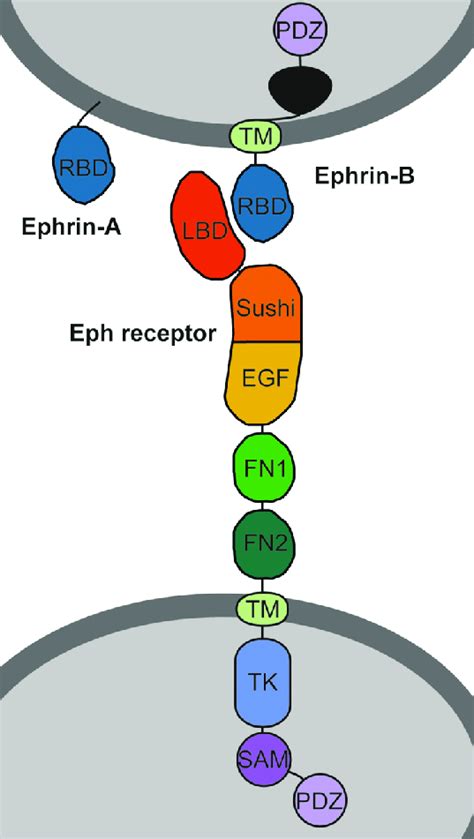 Domain Structure Of The Ephrin A And Ephrin B Ligand And The Eph