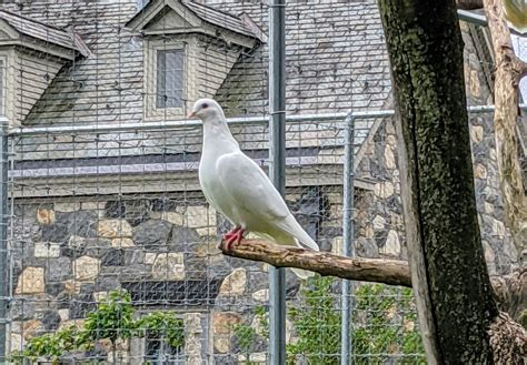 Visiting My Fancy Pigeons The Martha Stewart Blog