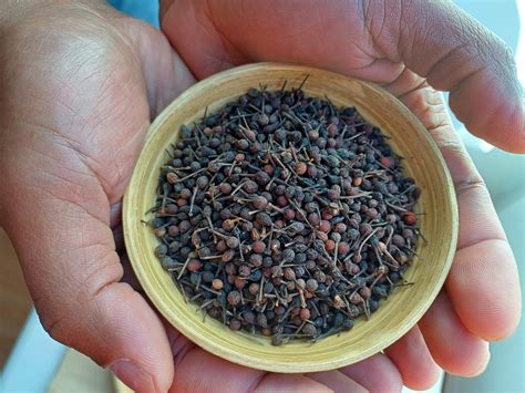 Poivre Sauvage De Madagascar Terre De Mada