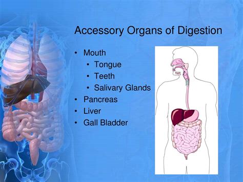 Ppt Digestive System Powerpoint Presentation Free Download Id 1607177