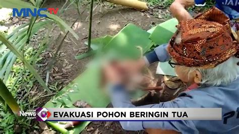 Warga Tana Toraja Gelar Ritual Adat Sebelum Evakuasi Pohon Beringin Tua