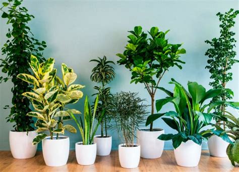 Les meilleures plantes d intérieur qui purifient l air TOP15 pour