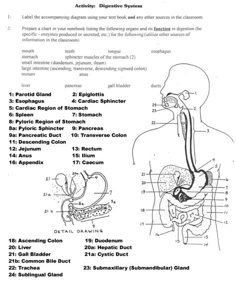 Study Guides For Anatomy And Physiology