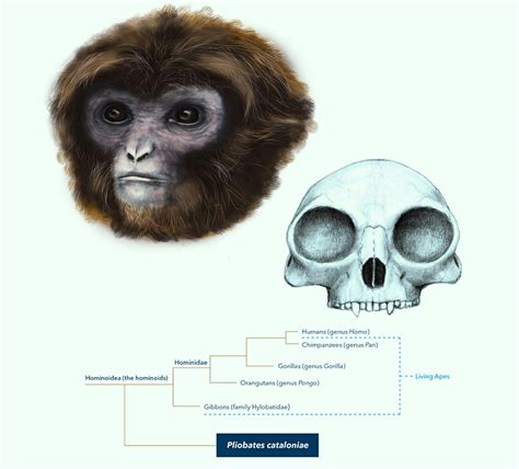 Newly Discovered Miocene Ape Casts New Light On Hominoid Evolution