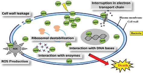 A Mechanism For The Antimicrobial Activity Reprinted From Ref