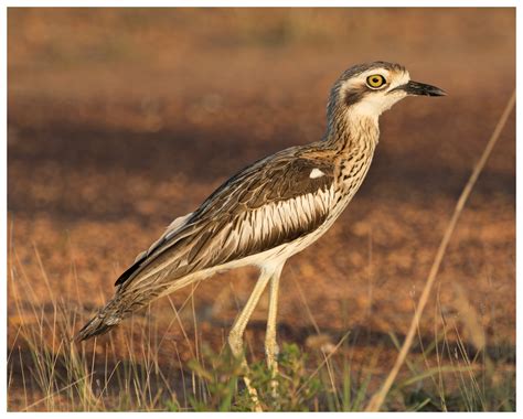 bush stone curlew campervan finder