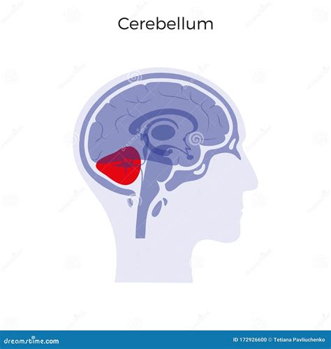 Cerebellum Vector Illustration Medical Labeled Diagram With Internal