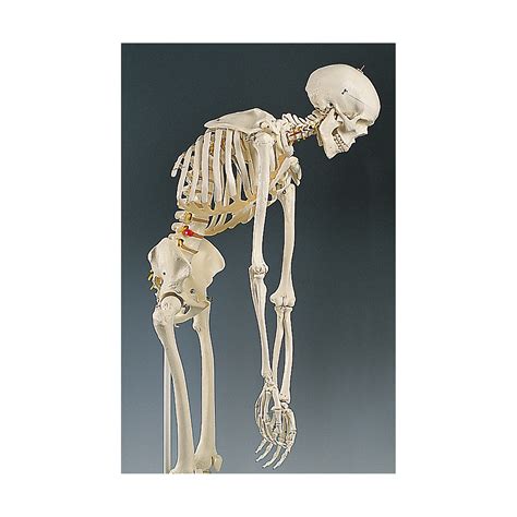 Human Back Bones