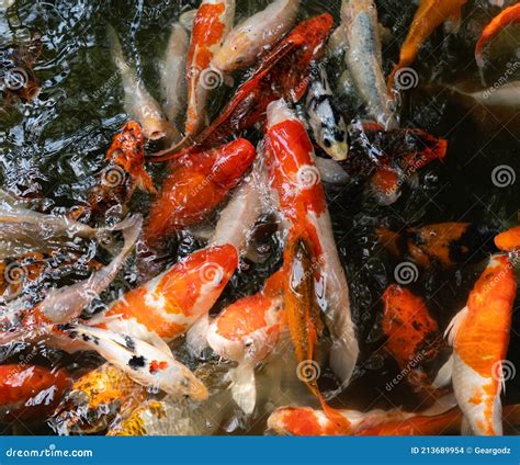 Peixe Koi Ou Peixe Carpa Nadando Na Lagoa Foto De Stock Imagem De