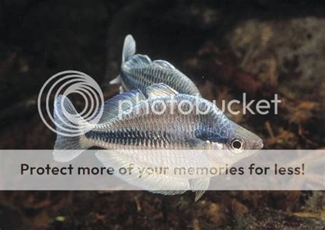 Melanotaenia Kamaka Rainbowfish Bulgaria