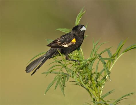 White Winged Widowbird Euplectes Albonotatus Buckham Birding