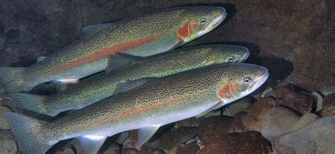 The Caddis Fly Oregon Fly Fishing Blog McKenzie River Fly Fishing