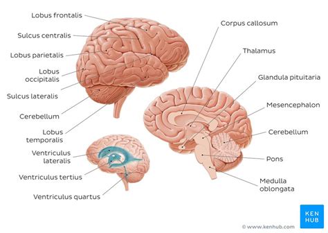 Neuroanatomie Gehirn Rückenmark Nervensystem Kenhub