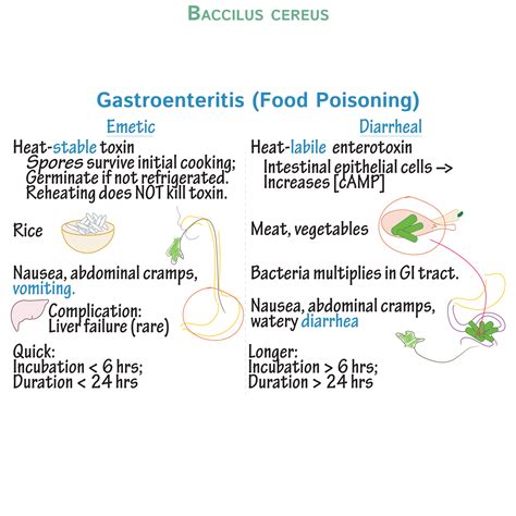 Bacillus Cereus Wound Infection