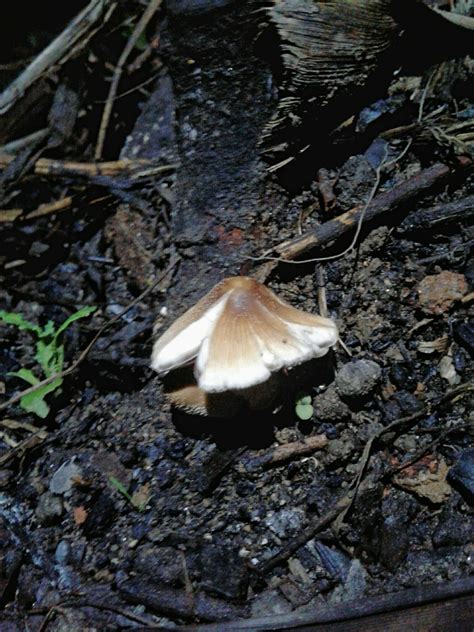 Coprinellus Sect Micacei From 4405 685 Vila Nova De Gaia Portugal On