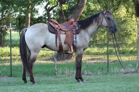 Stunning 2013 Light Silvery Grullo Quarter Horse Gelding!