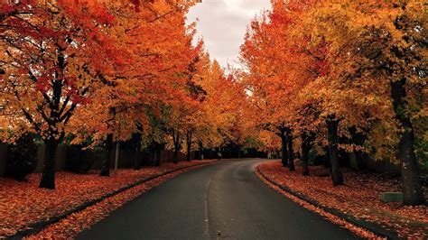 Tree Lined Road In Autumn Windows Spotlight Images