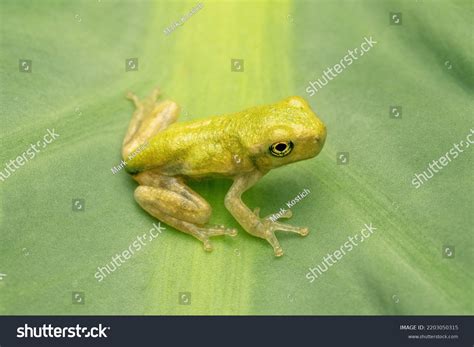 Baby Gray Tree Frog Dryophytes Versicolor Stock Photo 2203050315