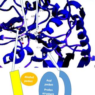 The Ping Pong Bi Bi Mechanism Of Lipase B From Candida Antarctica