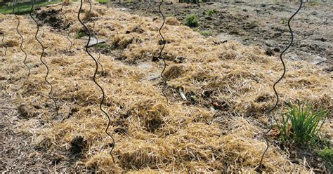 La Rotation Des Cultures Au Potager La Strat Gie Pour Avoir Un Sol