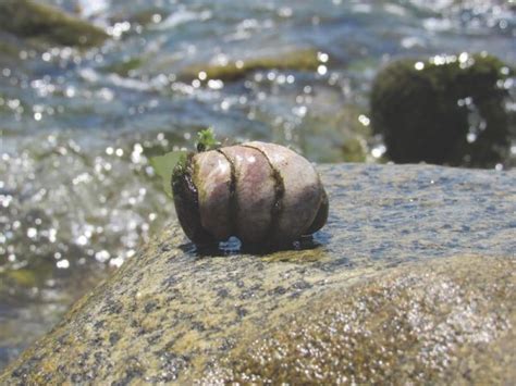 Ocean Treasures Commonly Found On Local Beaches Local Life Hilton