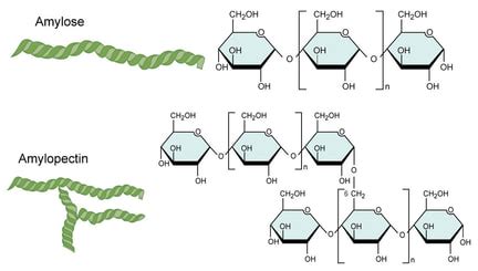 Chemical Structure Of Cellulose And Starch