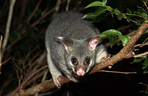 Download Australia Marsupial Brushtail Possum Animal Possum HD Wallpaper