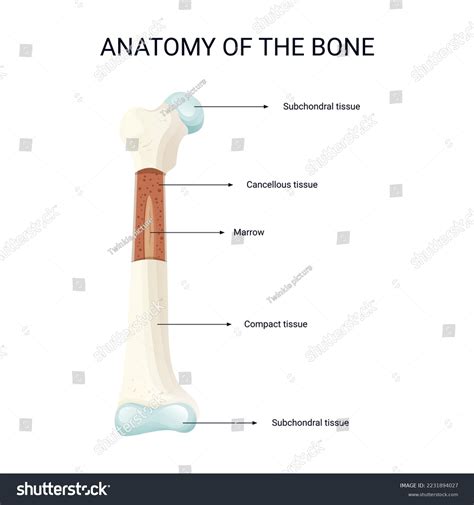 Anatomy Bones Vector Illustration Stock Vector (Royalty Free) 2231894027 | Shutterstock