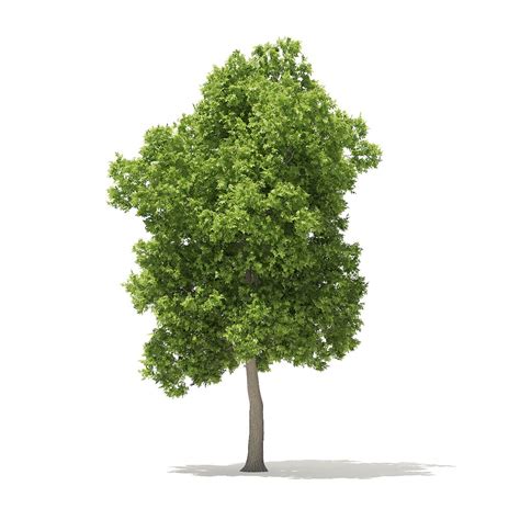 American Elm 8 5m 3d Model Download Trees On