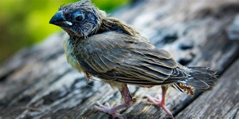 Comment Nourrir Un Oisillon M Sange Tomb Du Nid Lisez Ces Pr Cieux