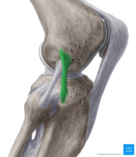 Pdf Anatomy Of The Anterolateral Ligament Of The Knee Images And