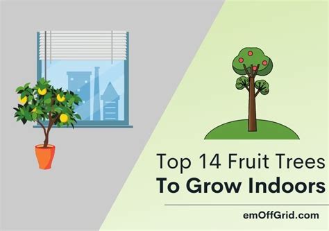 Top 14 Fruit Trees to Grow Indoors